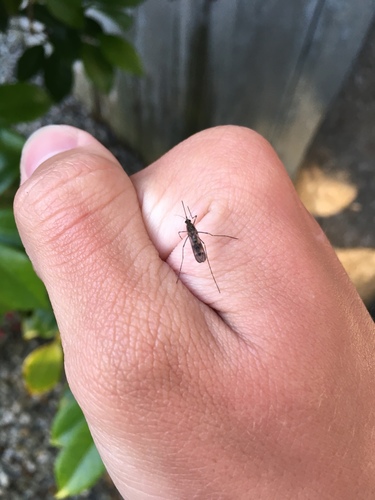 Cold Weather Mosquito photo 6