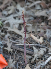 Bletia nitida
