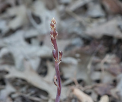 Bletia nitida