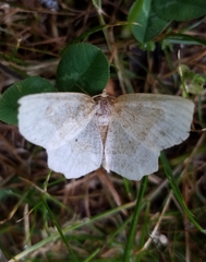 Metarranthis indeclinata