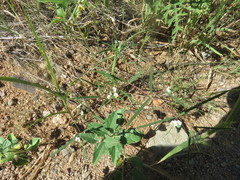 Euphorbia florida