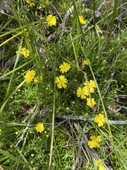 Hibbertia diamesogenos