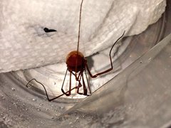 Leiobunum ventricosum