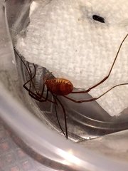 Leiobunum ventricosum