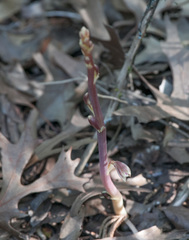 Bletia nitida