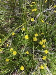Hibbertia diamesogenos