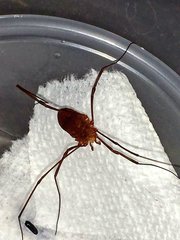 Leiobunum ventricosum