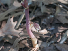 Bletia nitida