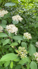 Cornus