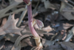 Bletia nitida