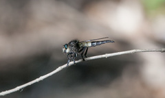 Promachus painteri
