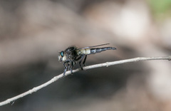 Promachus painteri