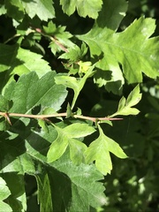 Crataegus monogyna