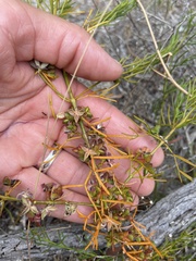 Cyanothamnus ramosus anethifolia
