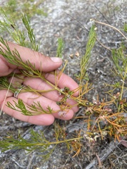 Cyanothamnus ramosus anethifolia