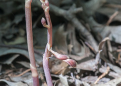 Bletia nitida