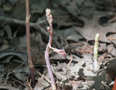 Bletia nitida