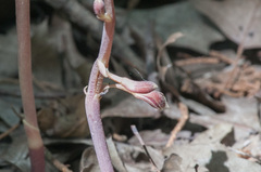 Bletia nitida
