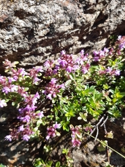 Thymus praecox polytrichus
