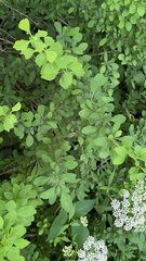 Berberis thunbergii