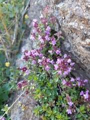 Thymus praecox polytrichus