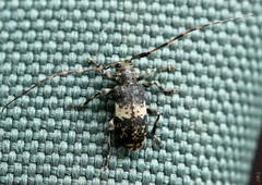 Leiopus linnei