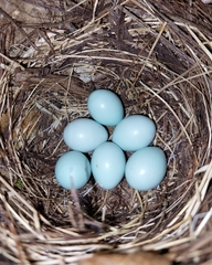 Ficedula hypoleuca