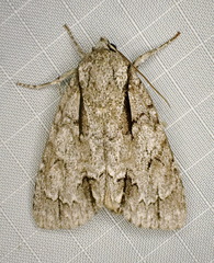 Acronicta laetifica