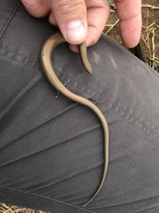 Chalcides pseudostriatus