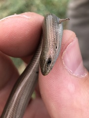 Chalcides pseudostriatus