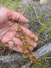 Cyanothamnus ramosus anethifolia