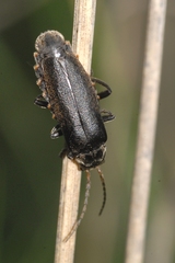Cantharis tristis