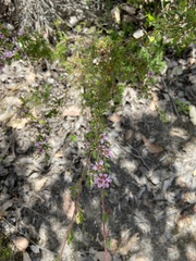 Pericalymma spongiocaule