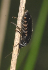 Cantharis tristis