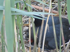 Fulica atra