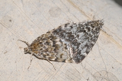 Orenaia alpestralis