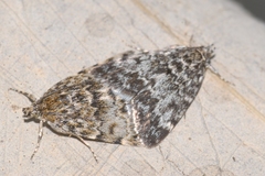 Orenaia alpestralis