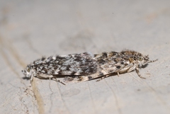 Orenaia alpestralis