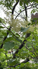 Syringa reticulata