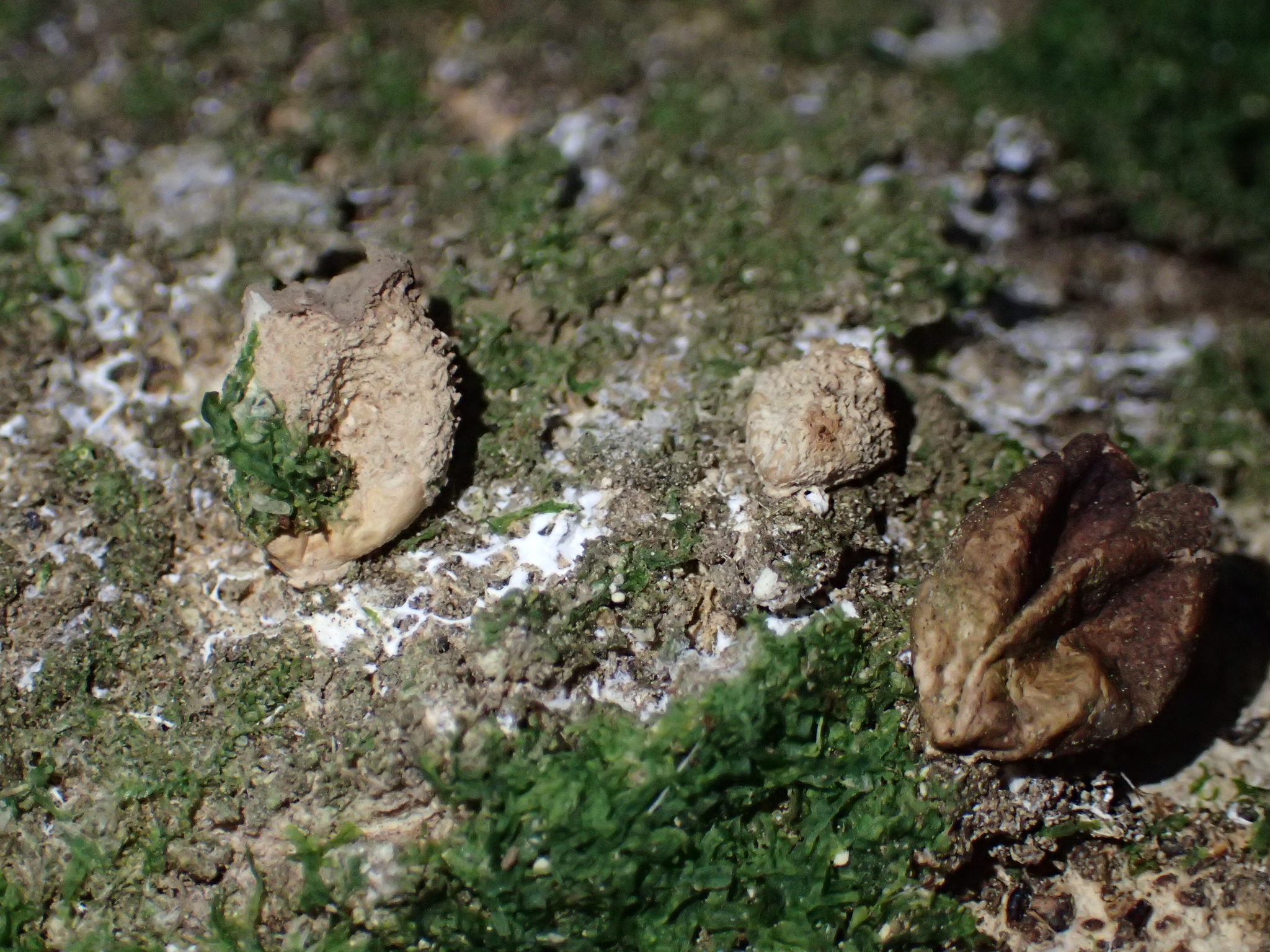 This seasons mature puffballs together with the remains of last year's puffballs