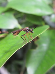Dioctriinae