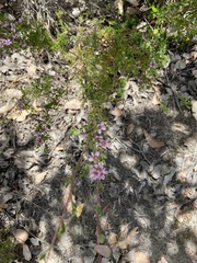 Pericalymma spongiocaule