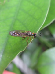Dioctriinae