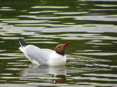 Chroicocephalus ridibundus