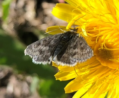 Metaxmeste phrygialis