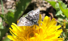 Metaxmeste phrygialis