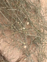 Ephedra foliata