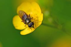 Cheilosia canicularis