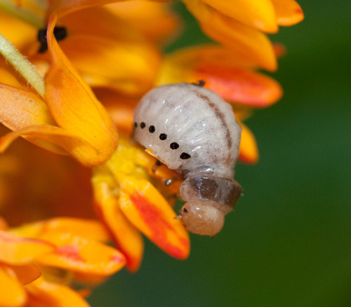 Swamp Milkweed Leaf Beetle, photo 5 of 7