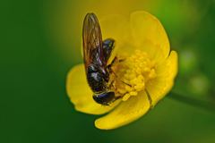 Cheilosia canicularis